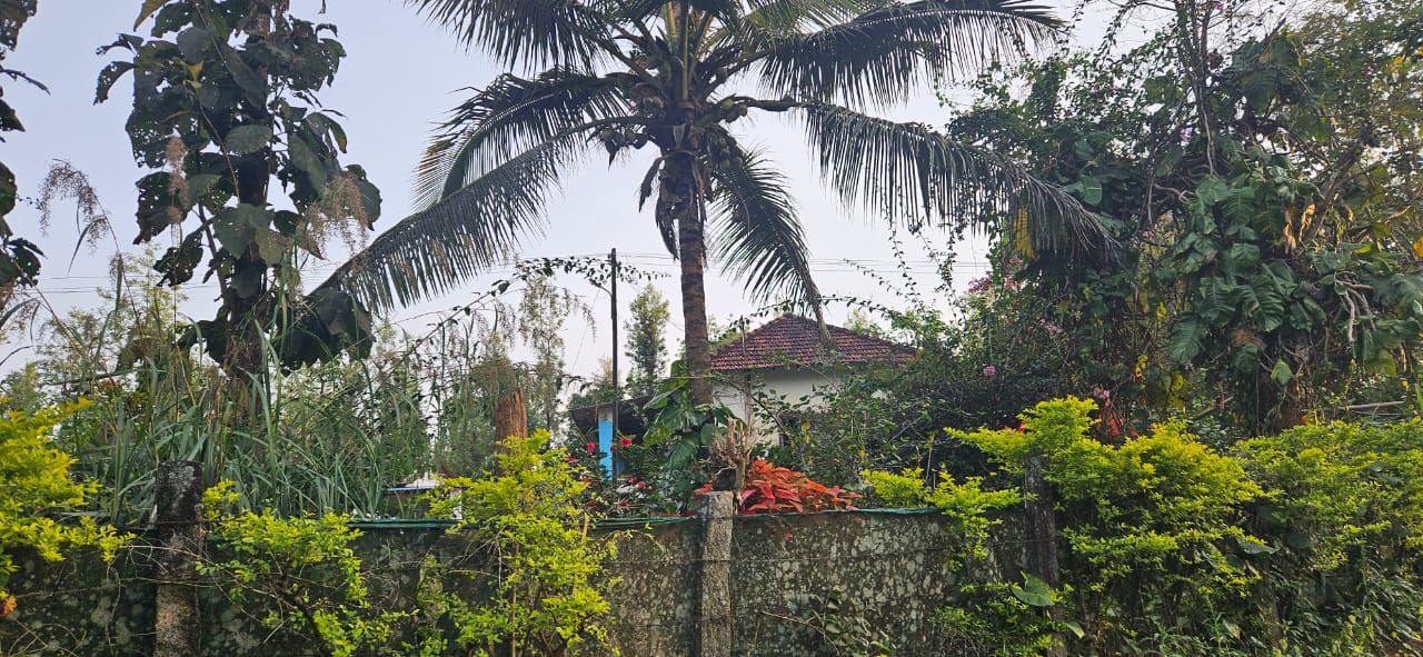  28 acre well maintained coffee estate for sale in Sakleshpura